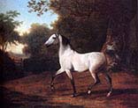 A Grey Arab Stallion